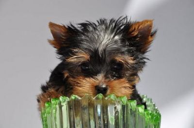 Yorkshire Terrier miniatura Filhotes