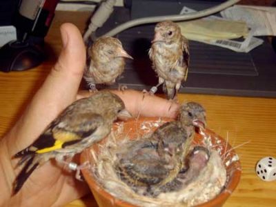 pintassilgos, verdilhões, tentilhões (criados em cativeiro e devidamente anilhados)   917378296 