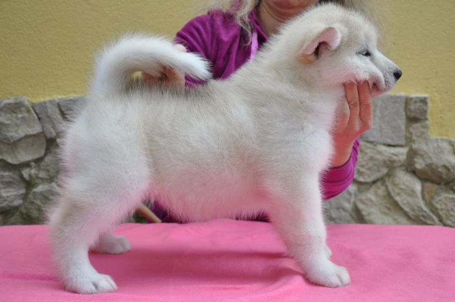 Filhotes de Malamute do Alasca