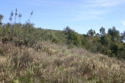 TERRENOS RÚSTICOS EM PORTIMÃO / REF: TERRENO - 1244