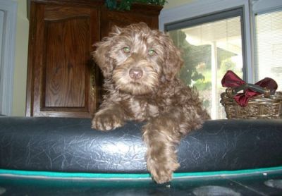 temos filhotes de labrador para adoção livre de contato para obter mais dados