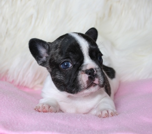 Bulldog frances de top class