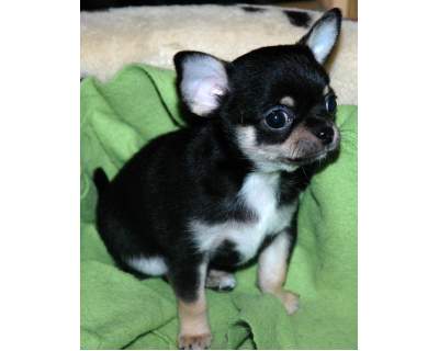 dois filhotes de cachorro adorável teacup chihuahua para venda