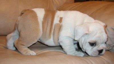 Inglês bulldog cachorros