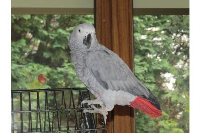 Papagaios falador bem domesticados e ovos férteis papagaio para venda