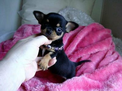 FILHOTES DE CHIHUAHUA  PARA ADOPCAO