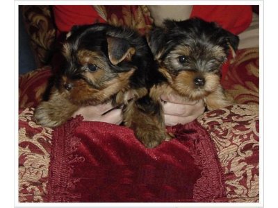 Yorkshire Terrier Miniatura