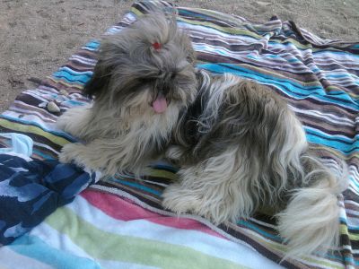 shih tzu- cães de porte pequeno