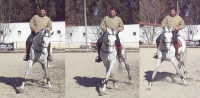 vendo cobrições de cavalo muito ganhador - optimo preço/ (saltos/dressage) 250€