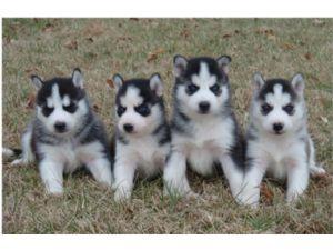 Doces Filhotes Husky siberiano