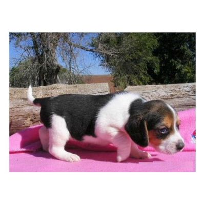 Adoráveis ​​filhotes de cachorro Beagle para uma nova casa 