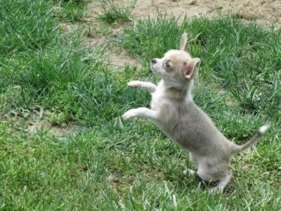 Chihuahua cachorros pronto para adopção.