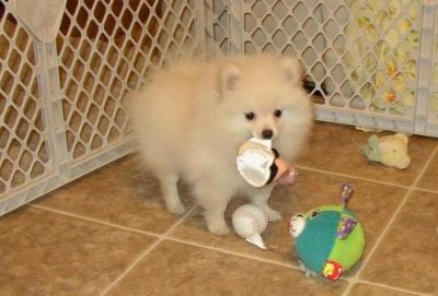Pomeranian cachorros disponíveis