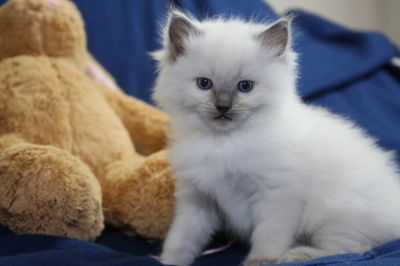 dócil gatinhos Ragdoll