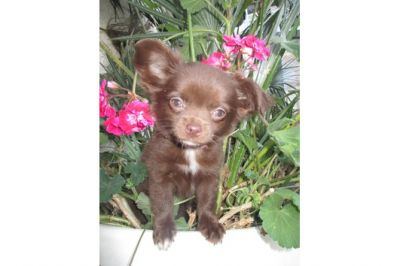 Chihuahua  filhotes para adoção