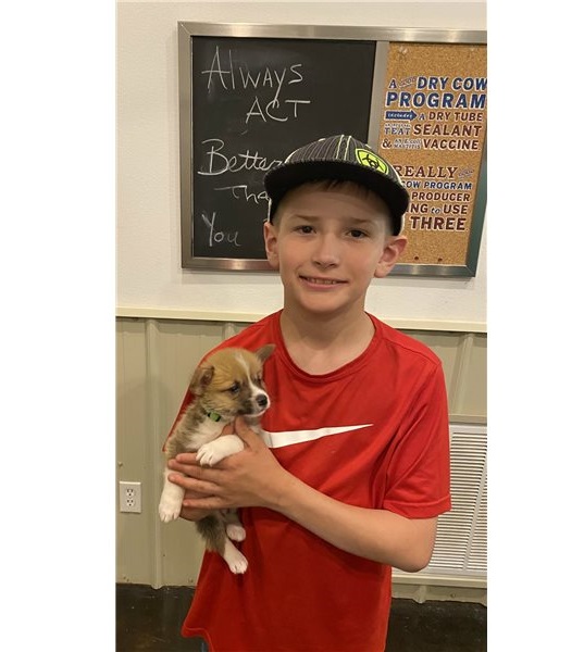 Filhotes de Pembroke Welsh Corgi