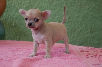 chihuahua cachorrinho para adopÃ§Ã£o