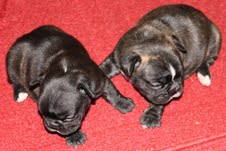 bom francês bulldog cachorros para boas casas 