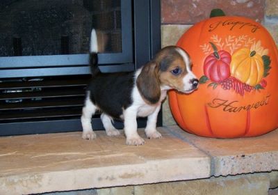 beagle de pelo curto 