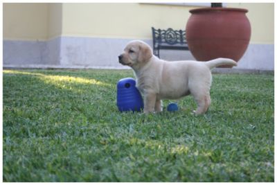 labradores puros com pediggre 