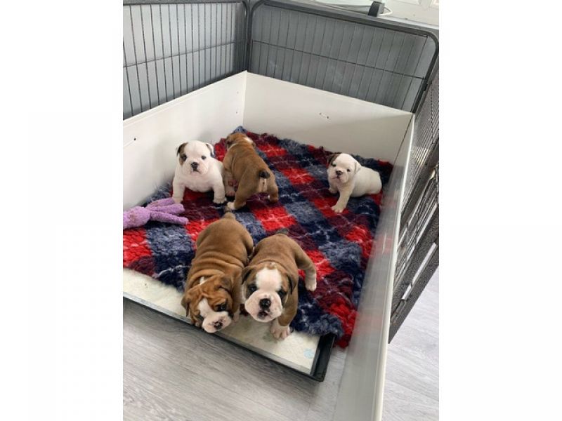 Filhotes de Bulldog de Pais com Testes de Saúde