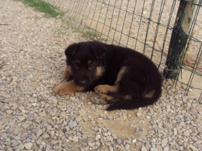 pastores alemaes de qualidade - 924255433