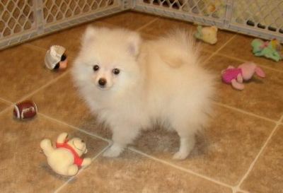 Pomeranian cachorros para adopção