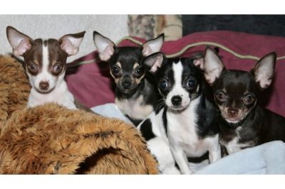 Chihuahua filhotes para adoÃ§Ã£o