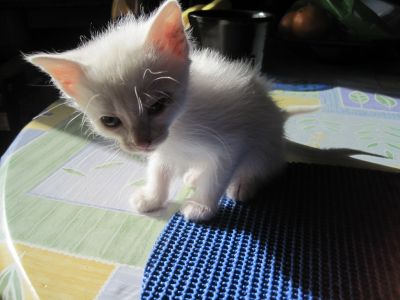Gatinhos brancos de olhos azuis e verdes