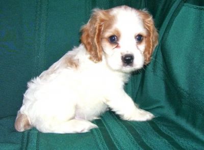 filhotes cocker spaniel