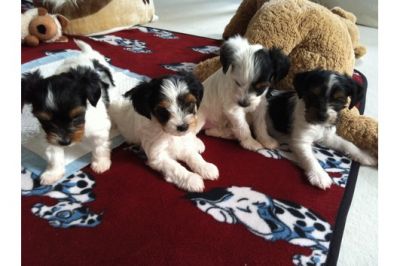 Filhotes de Rottweiler para adopção.