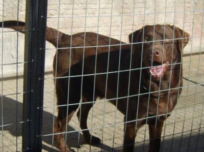 labradores chocolate com pedigre 