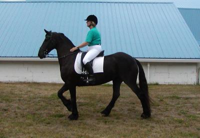 Um bonito friesian cavalo Mare