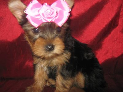 Yorkshire terrier filhotes para adoção em Portugal