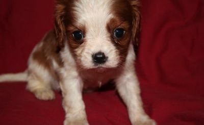 linhagem registo Cavalier King Charles Spaniel filhotes para adoção livre de contato para mais infor