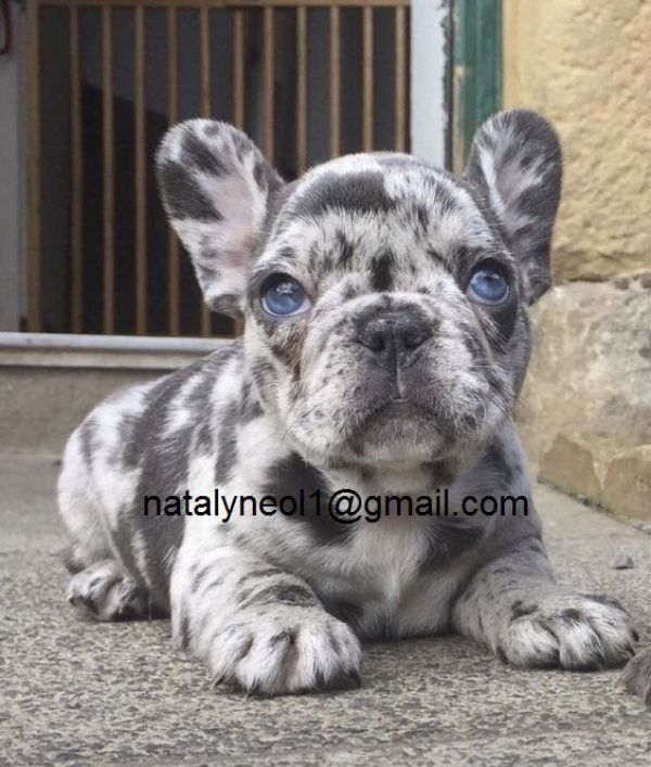 Gratis  muito adorável cão Bulldog Francês selvagem para adoção