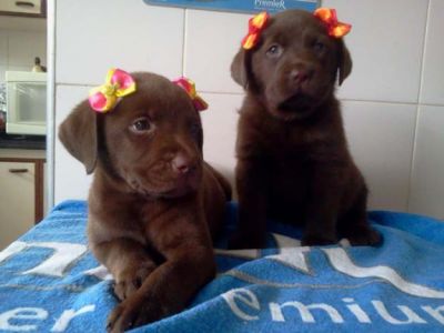 labradores chocolate com pedigre 