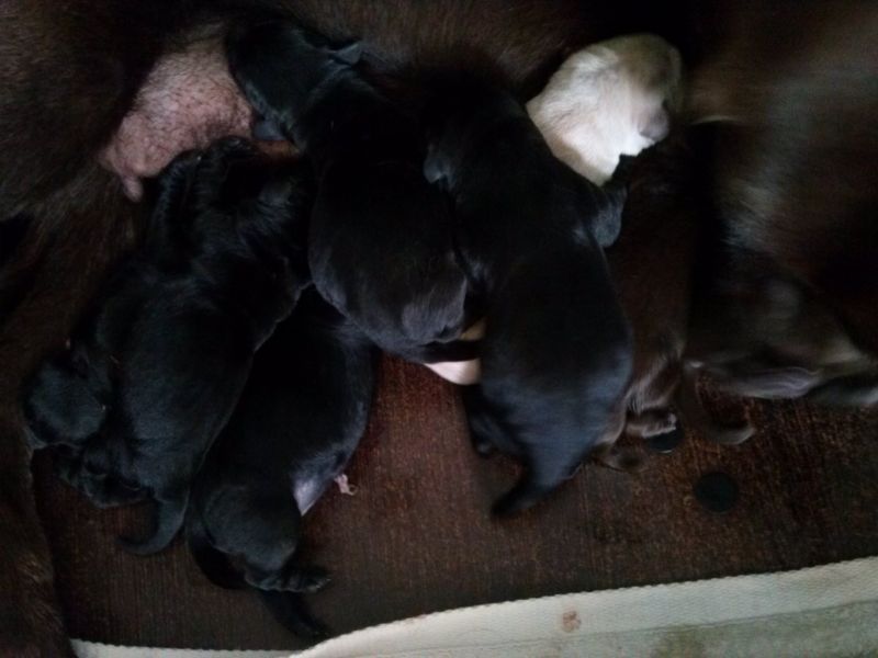 Labradores Retriever descendentes de campeões!!