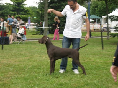 Bracos de Valdeguareña