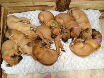 Kc reg de rhodesian de ridgeback cachorros
