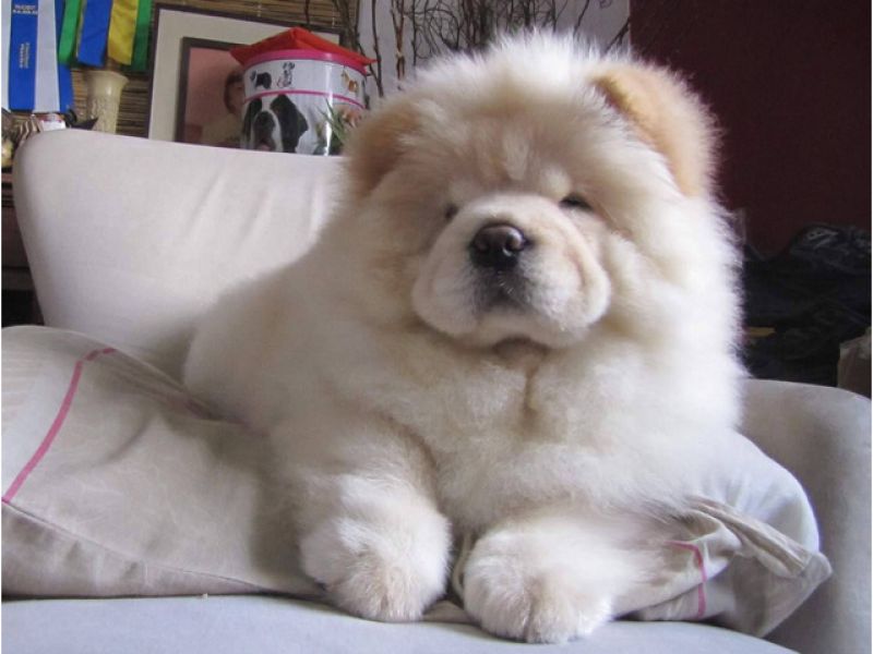 Cachorro branco chow chow àvenda