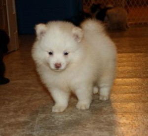 Pomerânia filhotes de bebê para o Natal