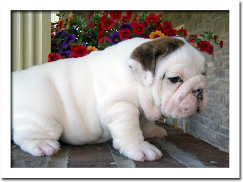 Completa Pedigree Pomeranian