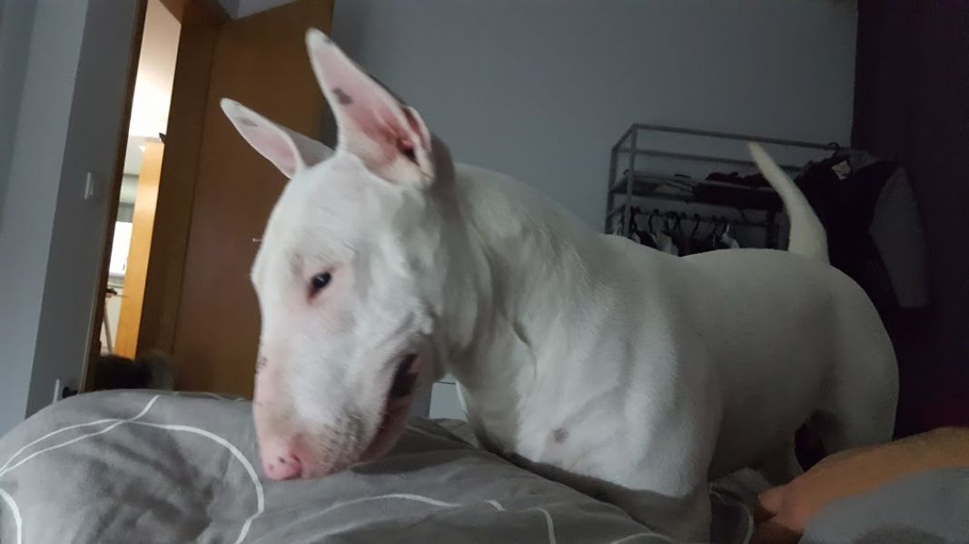 Bull Terrier com LOP para acasalar