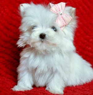 filhotes maltês disponíveis