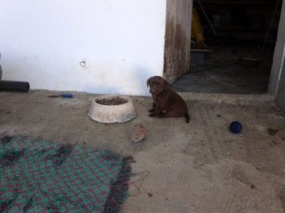 labradores entrega imediata -- exelentes 