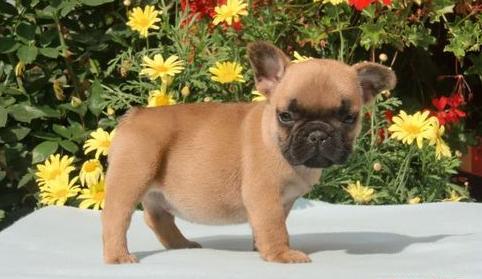 Bulldog frances macho e fêmea pronto
