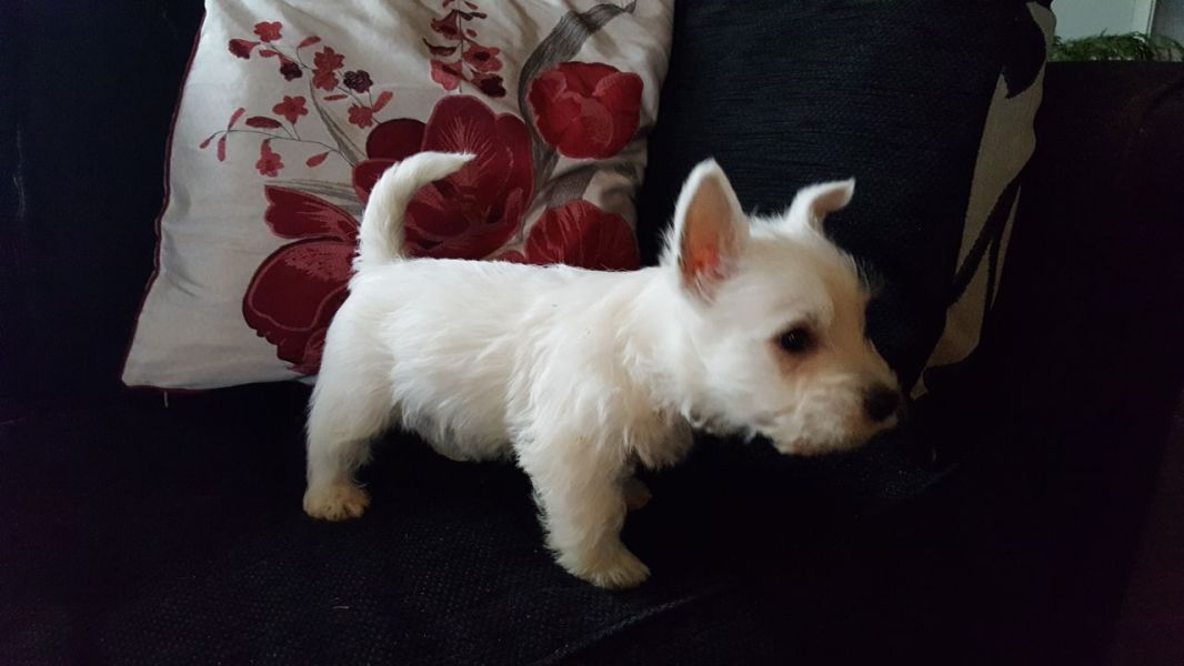 Filhotes de cachorro West Highland Terrier.