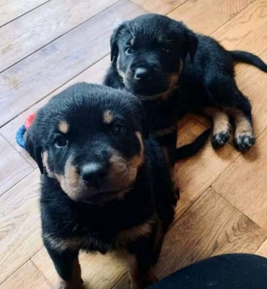 Filhotes Rottweiler Incríveis