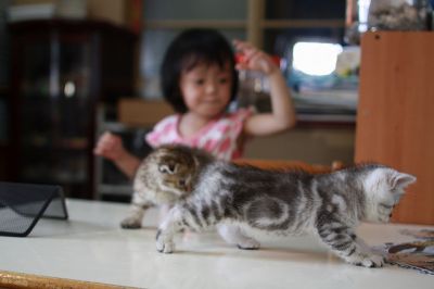 Americanos curto gatinhos de cabelo
